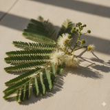 Albizia