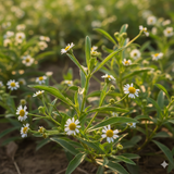 Eclipta alba