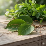 Ficus benghalensis