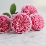 Cabbage Rose