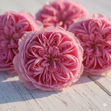 Cabbage Rose