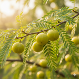 Emblica officinalis
