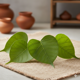 Ficus religiosa