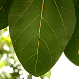 Nyagrodha